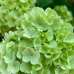 close up of green leaves