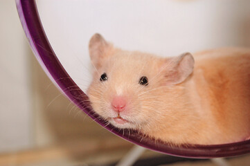 Golden hamster is relaxing in the wheel