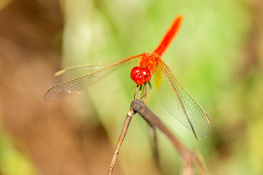 Diplacodes haematodes, thescarlet percher, is a species of dragonfly in the family Libellulida. It is locally common in habitats with hot sunny exposed sites at or near rivers, streams, ponds, and lak