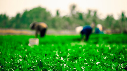 Rice fields are a typical feature of wet rice cultivation in East Asia and Southeast Asia. Rice...