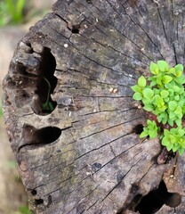 Sementes germinando em um tronco de árvore cortado na floresta