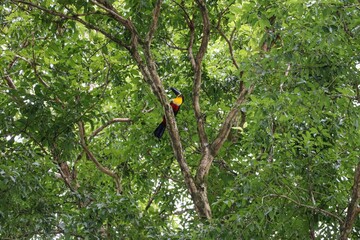 Tucano, pássaro da américa tropical pousado em um galho de árvore na floresta.