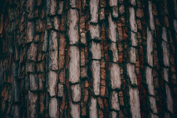 Subject Tree bark texture background, natural surface pattern, close up photo