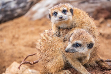 Fototapeta premium A group of cute meerkats. Meerkat Family are sunbathing.