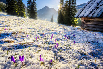 Beautiful spring landscape of mountains with crocus flowers - Tatry mountains - Chocholowska Valley
