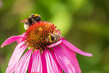 A closeup shot of a bee collecting pollen on a purple echinacea flower