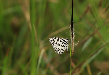 Fluttering Beauty: Capturing the Ephemeral Elegance of Butterflies - Colourful Butterfly with green background 