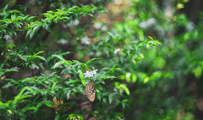 Close-up of butterfly pollinating on flower,Close-up of insect on leaf,Close up view of real...