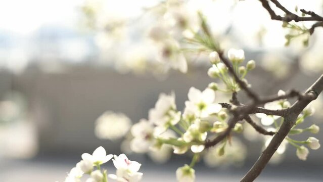 Delicate Delicate white blossoms grace the frame, creating a mesmerizing floral background blossoms grace the frame, creating a mesmerizing floral background. High quality 4k footage