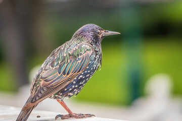 The common starling or Sturnus vulgaris or the European starling. Sitting on the fence in the garden in springtime.