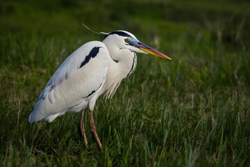 White heron spotted in New Zealand, wildlife photography photo