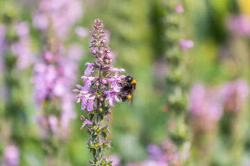 A bee collects pollen on Purple Betony flowers or Betony, Wood Betony, Bishopwort, Bishop's Wort.
