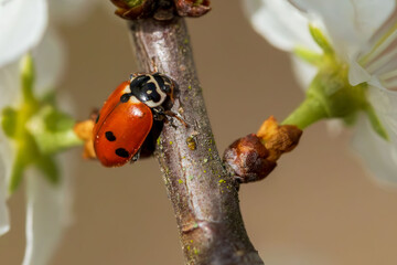 Ein Marienkäfer im Frühling auf Nahrungssuche