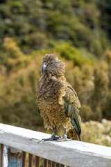 Curious Kea perched in the wild, encapsulating the spirit of New Zealand's majestic alpine fauna
