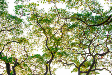 Mixed forest, green deciduous trees The rich natural ecosystem of the rainforest concept is about conservation and natural reforestation.