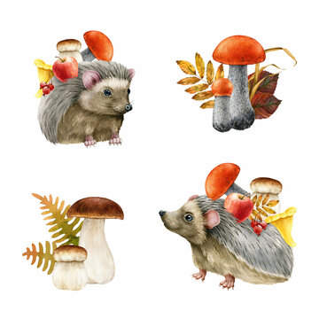 Autumn season decoration set. Watercolor painted illustration. Hedgehogs, forest mushrooms, berries, fallen leaves. Autumn season cozy decor. Cute forest animal fall harvest element collection