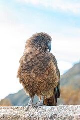 Kea parrot perches in Arthur's Pass, a testament to New Zealand's rich avian biodiversity and natural beauty