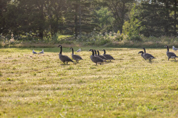 vue sur une famille de bernaches en train de marcher sur un terrain recouvert de gazon vert en été lors d'une soirée ensoleillée