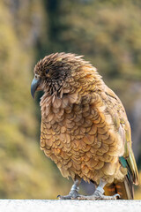Curious Kea perched in the wild, encapsulating the spirit of New Zealand's majestic alpine fauna