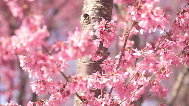 Pink flowers bloom on trees, providing a playground for bees in graceful motion. The sun paints the scene with soft, golden light, showcasing the delicate beauty of blossoms