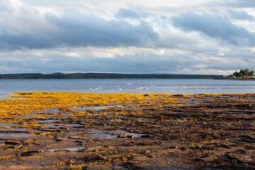 vue sur une plage rocheuse recouverte de mousse jaune en été lors d'un coucher de soleil avec des...