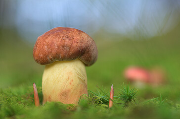 view of the forest floor in autumn with mushrooms and a Boletus pinophilus in the foreground in...