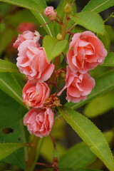 A mesmerizing sight unfolds as vibrant pink Impatiens balsamina flowers bloom gracefully on a single stem, exuding an aura of delicate beauty and charm.