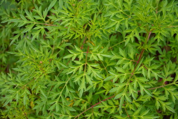 Kenikir (Cosmos caudatus), an ornamental plant with fresh green leaves, thriving on soil. Known for...