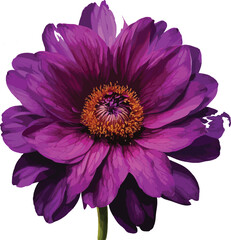  Large Beautiful gorgeous purple flower