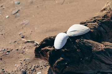 gros plan sur deux coquillages blancs déposés sur un arbre sec déposé sur la plage par la mer