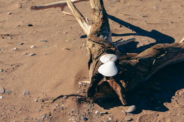 deux coquillages blancs déposés sur un arbre sec déposé sur la plage par la mer