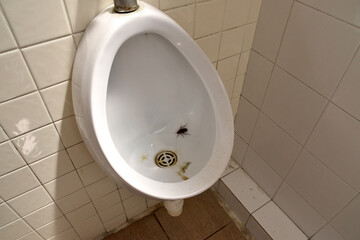 single cockroach in urinal, dirty men restroom, unhygienic public toilet