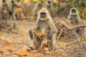 Hanuman Langurs (Semnopithecus entellus) Mandore Garden, Jodhpur, India.