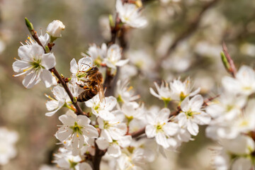 Eine Honigbiene sucht Nektar in vielen weißen Blüten