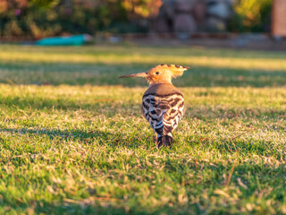Eurasian hoopoe or Common hoopoe (Upupa epops) bird close-up on natural green grass background
