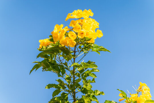 Tecoma stans yellow flowers close-up, yellow trumpetbush, yellow bells, yellow elder, green leaves, blue sky background, beautiful flower texture
