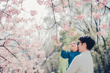桜を見る親子 - obrazy, fototapety, plakaty
