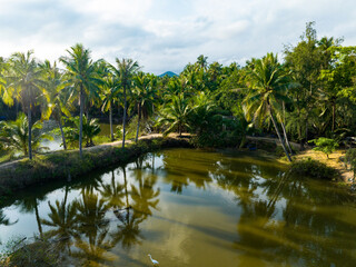 Fototapeta na wymiar Coconut forest scenery on Coconut Island, Sanya, Hainan, China