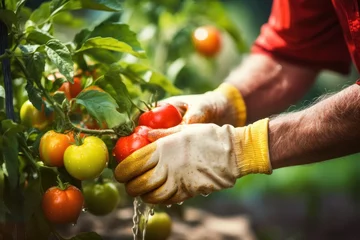 Deurstickers Farmer ripening tomatoes from garden, organic and healthy local product. farmer hands with fresh red tomatoes. Freshly harvested tomatoes in farmers hands. © masherdraws