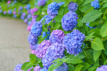 色とりどりのアジサイの小径