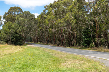 Australian country highway, an open road curving gently with large eucalyptus trees and a grassy roadside. Scenery view of the peaceful, expansive feel of a rural landscape. Background texture.