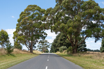 Background of an open Road, Lined by large gum trees: A picturesque view of an asphalt road stretching straight ahead by tall eucalyptus. A serene drive through the countryside in rural Australia.