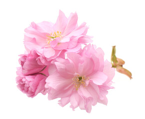 Pink sakura flowers heads or blossoming buds closed up isolated on white