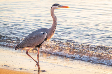 A heron hunting in the sea. Grey heron on the hunt