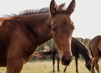 gros plan sur la face d'un cheval brun qui regarde la caméra lors d'un coucher de soleil d'une journée d'été avec des chevaux en arrière plan - obrazy, fototapety, plakaty