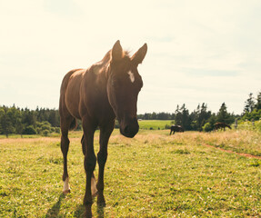 Un jeune cheval à poil brun dans un champ avec du gazon vert en été lors d'une soirée...