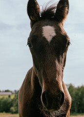 gros plan sur la face d'un cheval brun qui regarde la caméra lors d'un coucher de soleil d'une journée d'été - obrazy, fototapety, plakaty
