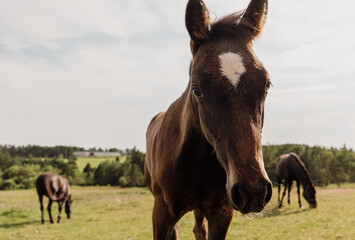 vue sur la tête d'un cheval à poil brun dans un champ avec du gazon vert en été lors d'une journée ensoleillée