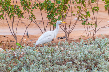 Western cattle egret (Bubulcus ibis) in winter plumage hunting for insects.