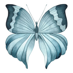 Butterfly, blue illustration painted in watercolor on a white background. The color scheme is monochrome in a shade of indigo. Ideal for printing on greeting cards and various decor 